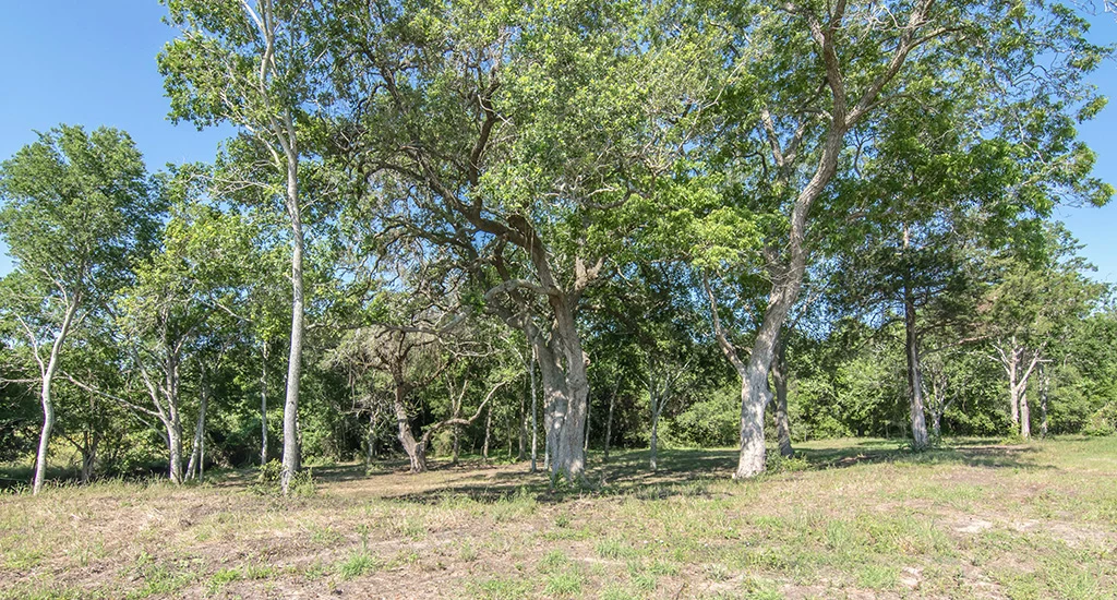 Landscape of Lot 2 at Creek Bend Estates