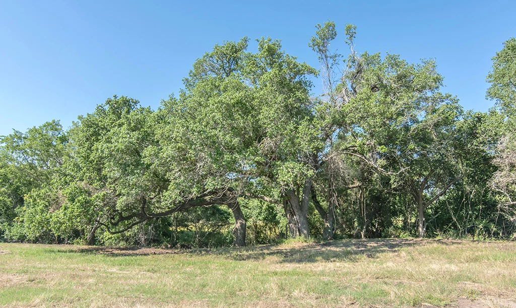 Landscape of Lot 3 at Creek Bend Estates
