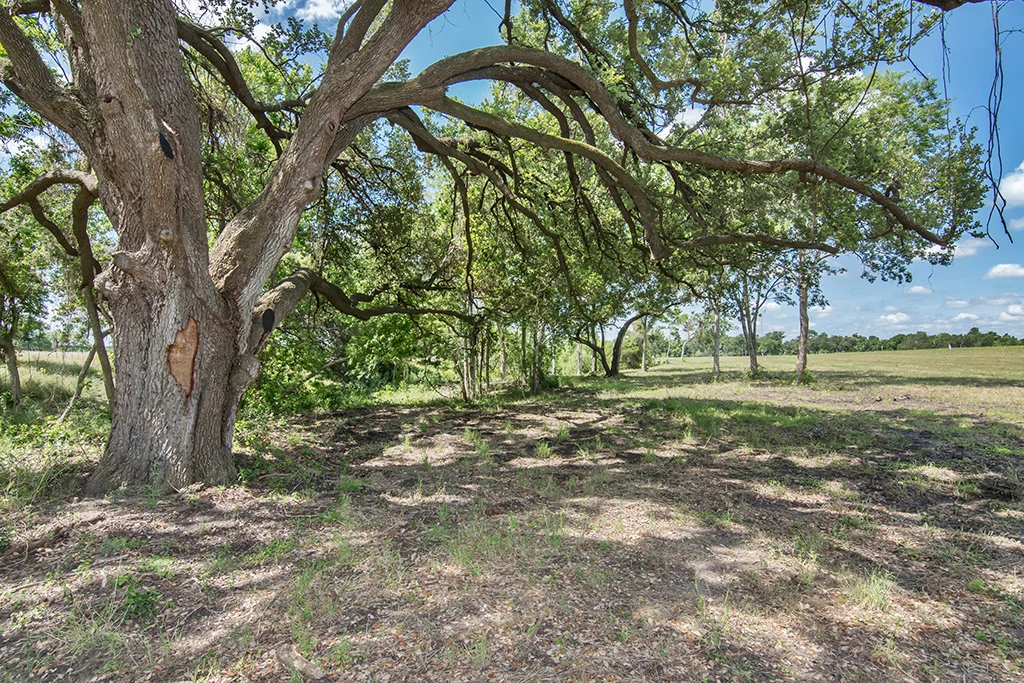 Landscape of Lot 9 at Creek Bend Estates
